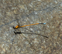Eoargiolestes ochraceus