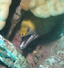 Gymnothorax rueppelliae