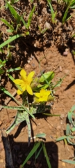 Hypoxis interjecta