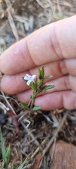 Dyschoriste costata