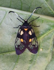 Trypanophora semihyalina