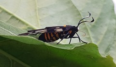 Trypanophora semihyalina