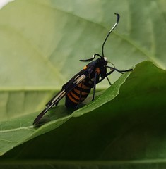 Trypanophora semihyalina