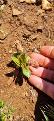 Acalypha peduncularis