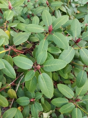 Rhododendron williamsianum