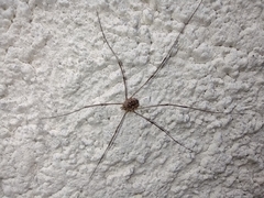 Phalangium opilio
