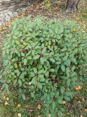 Rhododendron williamsianum