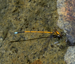 Eoargiolestes ochraceus