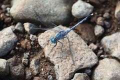 Diplacodes trivialis