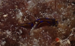 Chelidonura alisonae image