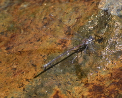 Eoargiolestes ochraceus