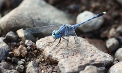 Diplacodes trivialis