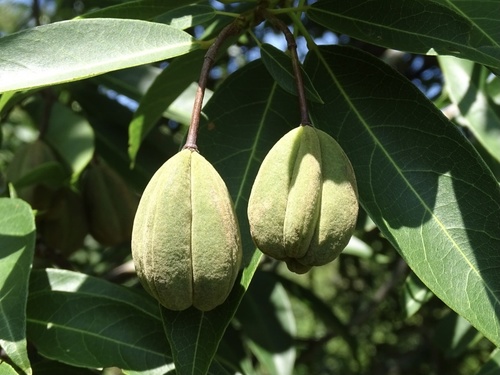Reevesia thyrsoidea