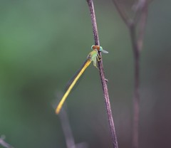 Ceriagrion coromandelianum
