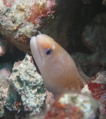 Gymnothorax melatremus