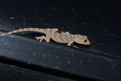 Gekko swinhonis