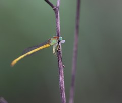 Ceriagrion coromandelianum