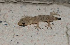 Gekko swinhonis
