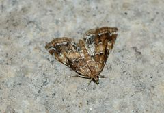 Elophila turbata