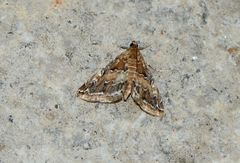 Elophila turbata