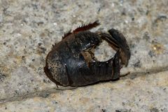 Eupolyphaga sinensis