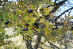 Crataegus pentagyna