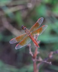 Brachythemis contaminata