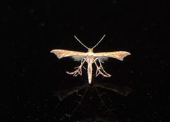 Nippoptilia cinctipedalis