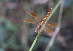 Brachythemis contaminata