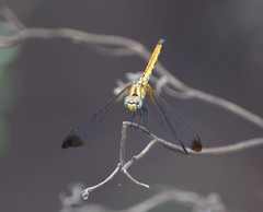 Trithemis aurora