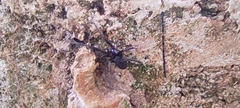 Araneae