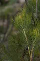 Serruria florida