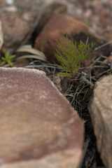 Serruria florida