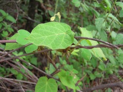 Matelea gonoloboides