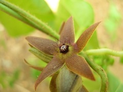 Matelea gonoloboides