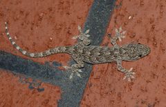 Gekko swinhonis
