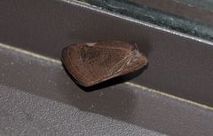 Ricania sublimata