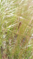 Bittacidae