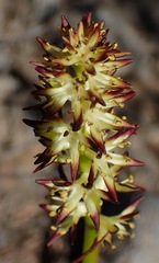 Wurmbea spicata