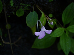 Impatiens acaulis