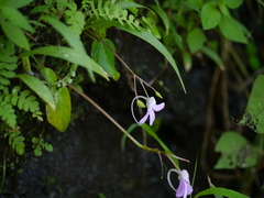Impatiens acaulis