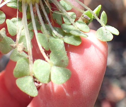 Image of Oxalis fergusoniae by (c) Nicola van Berkel, some rights reserved (CC BY-SA)