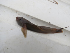 Rhinogobius candidianus