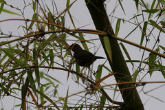 Turdus poliocephalus