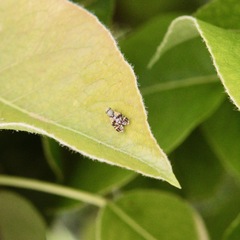 Paraspathulina eremostigma