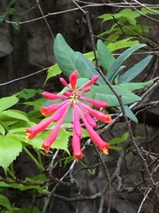 Lonicera sempervirens sempervirens