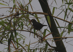 Turdus poliocephalus