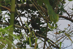 Turdus poliocephalus