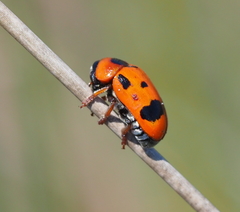 Clytra atraphaxidis