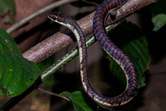 Dendrelaphis chairecacos